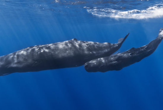 Mother_and_baby_sperm_whale